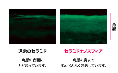 リニューアルされたディセンシア アヤナストライアルセット レビュー 美仁ぷらす